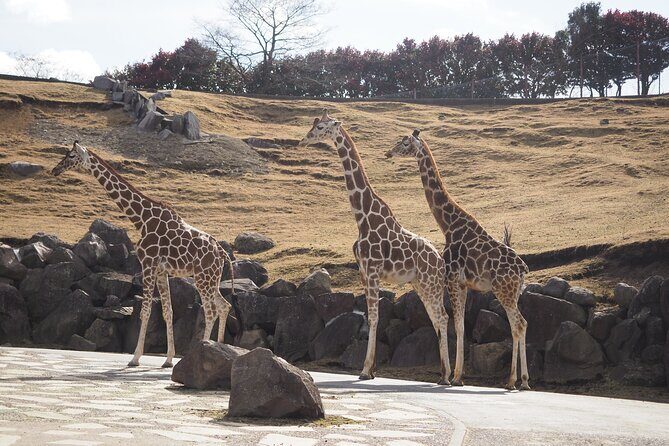 Beppus Best: African Safari and Beppu Hells Private Tour - Transportation and Duration