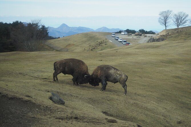Beppus Best: African Safari and Beppu Hells Private Tour - Final Thoughts