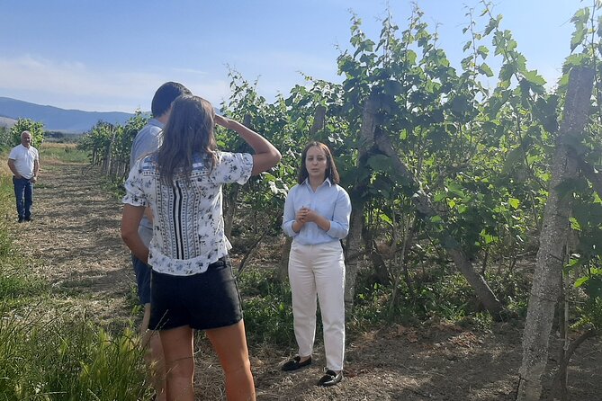 Berat Wine Tour: Discovering Pupa Winery & Savoring Local Flavors - Local Flavors Pairing