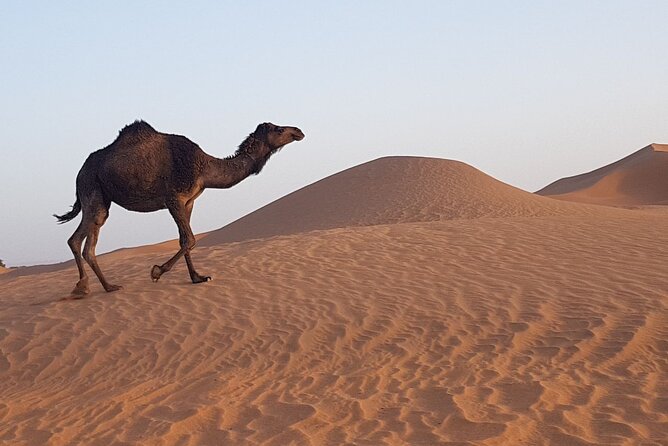 Berber Experience Atlas and Sahara - Legal Information