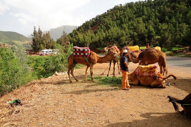 Berber Life Experience in the Atlas Mountains From Marrakech - Additional Tips