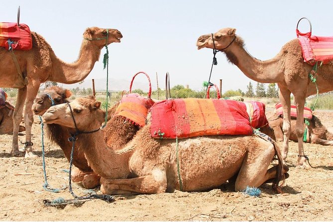 Berber Villages 3 Valleys & Camel Ride Atlas Mountains Day Trip - Highlights of the Berber Villages Day Trip