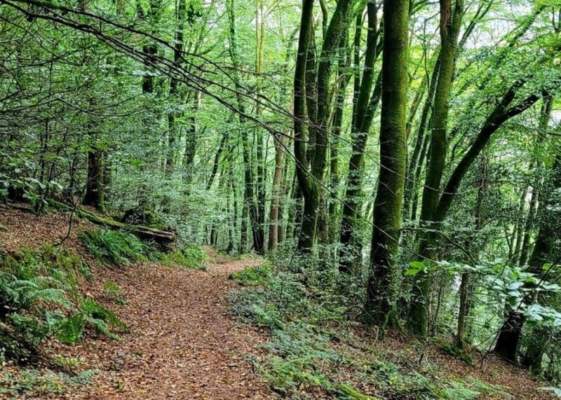 Bere Alston: Guided Walk to Bere Ferrers - Good To Know  