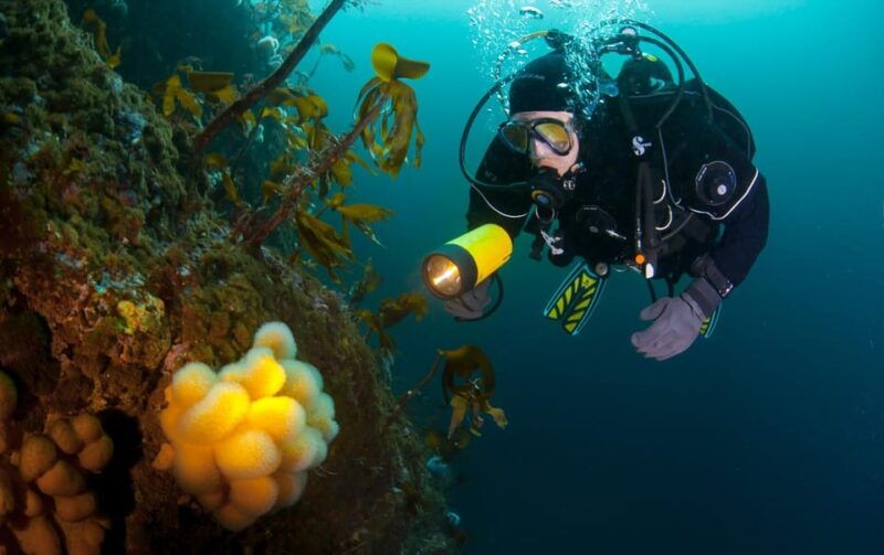 Bergen: Guided Scuba Diving - Detailed Breakdown of the Experience