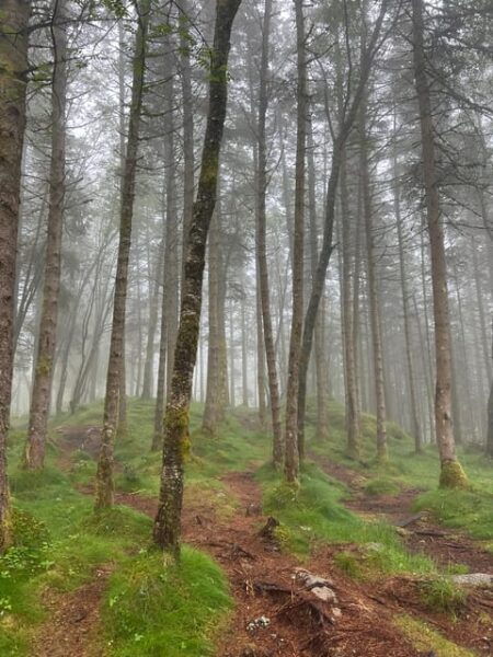 BERGEN I Fløyen Activo - Magical Nature - Hiking Tour - Cancellation Policy