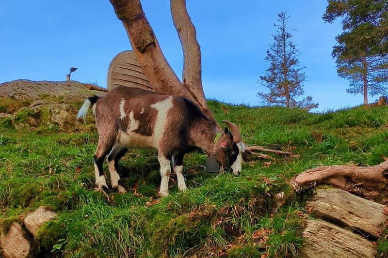 Bergen Like a Local: Culture, Views, and the Stave Church - FAQs