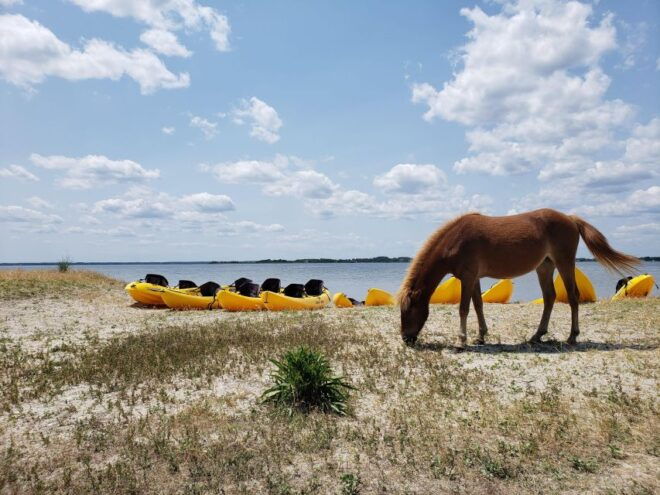 Berlin: Assateague Island Wildlife Discovery Kayak Tour - Experience Highlights