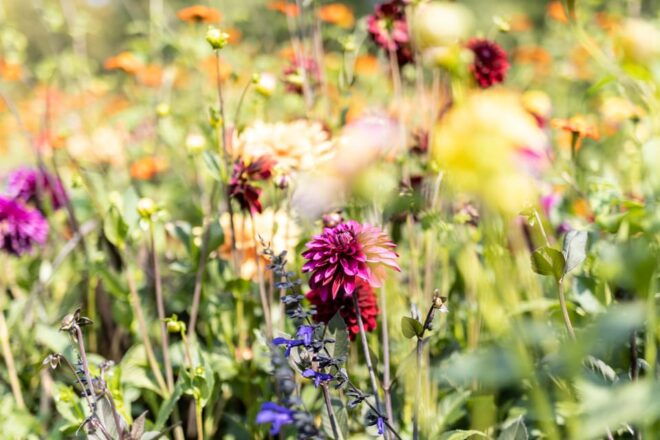 Berlin: Guided Tour Through Britzer Garten - What to Bring and Restrictions