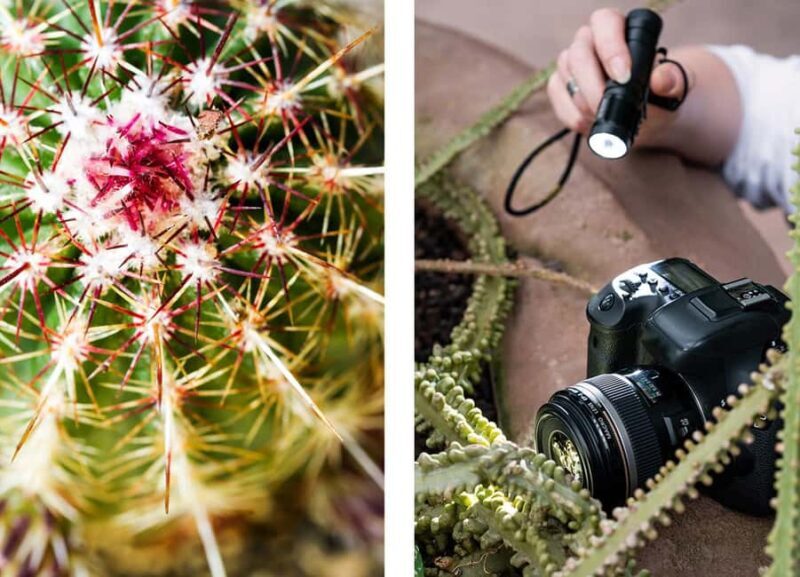 Berlin: Macro photography course - Nature in detail - An In-Depth Look at the Berlin Macro Photography Course