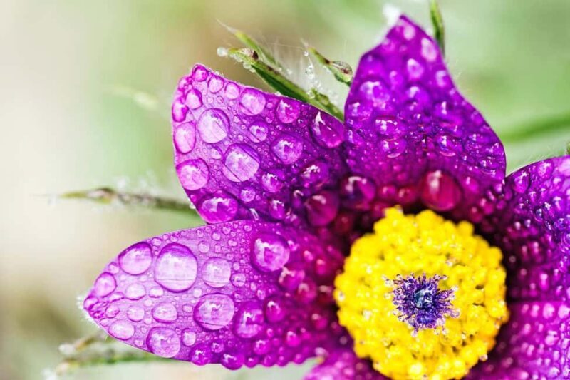 Berlin: Macro photography course - Nature in detail - FAQ