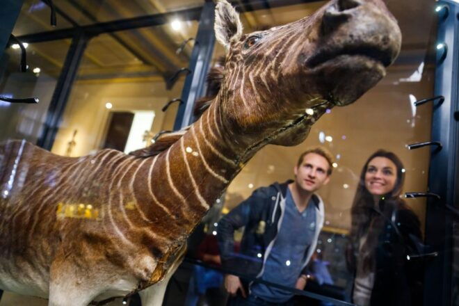 Berlin: Natural History Museum Entrance Ticket - Reserve Now & Pay Later