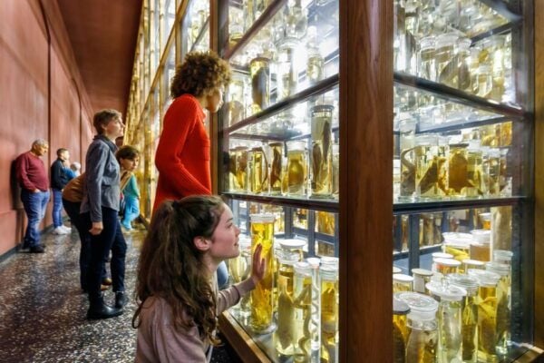 Berlin: Natural History Museum Entrance Ticket - Additional Experiences and Recommendations