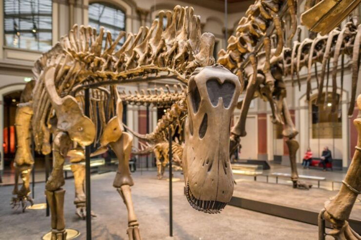 Berlin: Natural History Museum Ticket and Audio Tour (ENG) - Activity Details