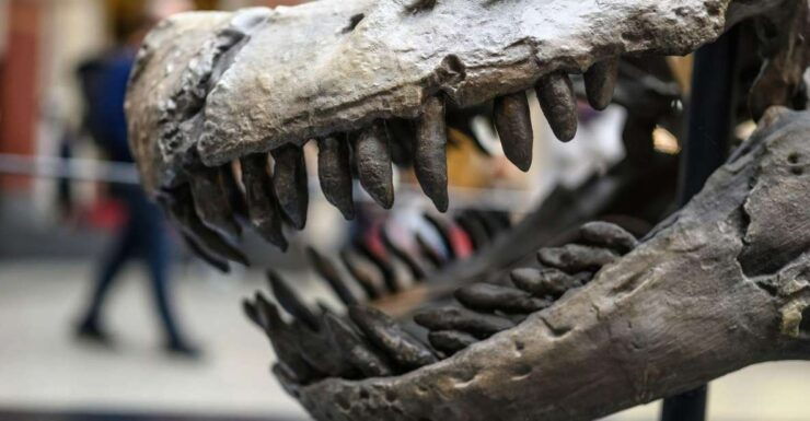 Berlin: Natural History Museum Ticket and Audio Tour (ENG) - Experience Highlights