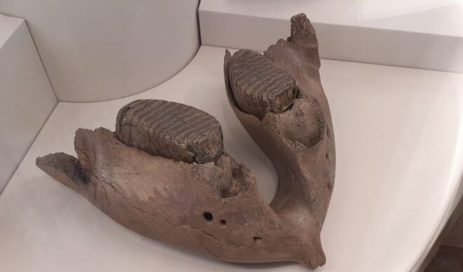 Berlin: Neukölln Walking Tour - Changes in the Area Over the Last 10 Years