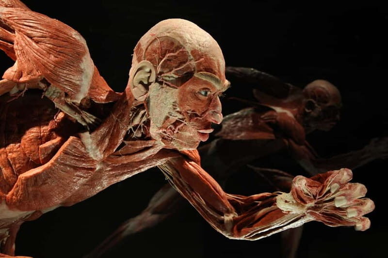Berlin: Tickets for the BODY WORLDS Museum in Berlin - Is It Worth the Price?