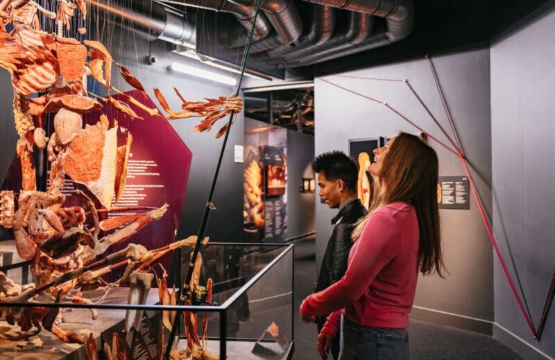 Berlin: Tickets for the BODY WORLDS Museum in Berlin - FAQs