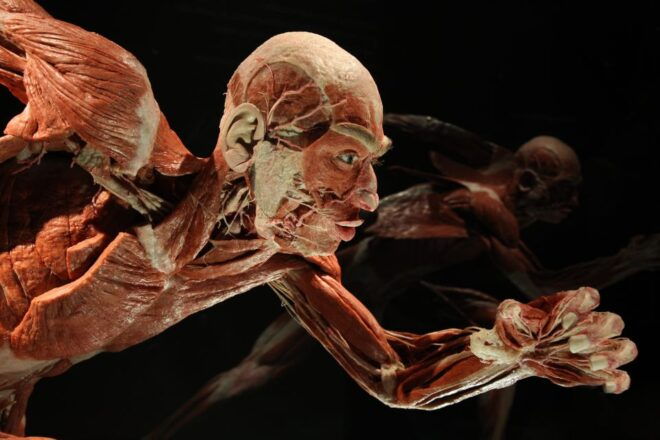 Berlin: Tickets for the BODY WORLDS Museum in Berlin - Inclusions