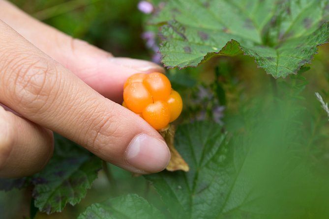 Berry Nice Day - Berry Picking and Juice Making in Rovaniemi - Pickup Information