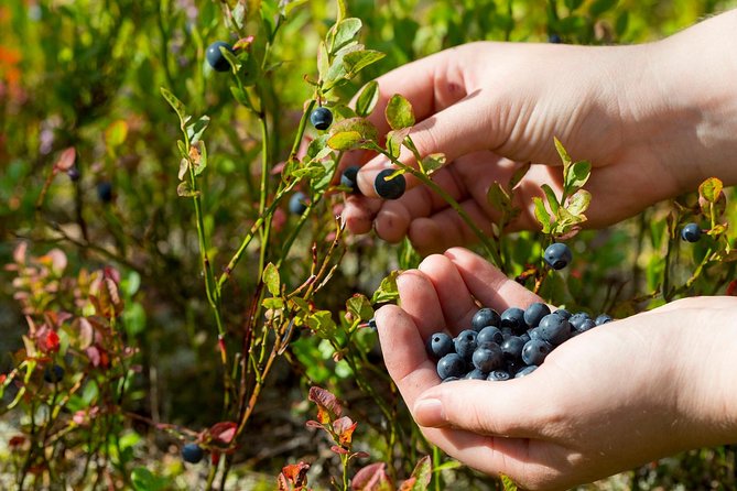 Berry Nice Day - Berry Picking and Juice Making in Rovaniemi - What To Expect