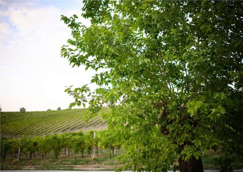 Bertinoro: Authentic Romagna Wine Tasting Experience - Bertinoro: Authentic Romagna Wine Tasting Experience — An Honest Look