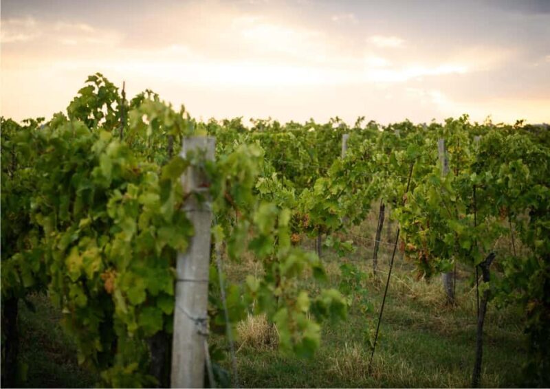 Bertinoro: Authentic Romagna Wine Tasting Experience - Final Thoughts