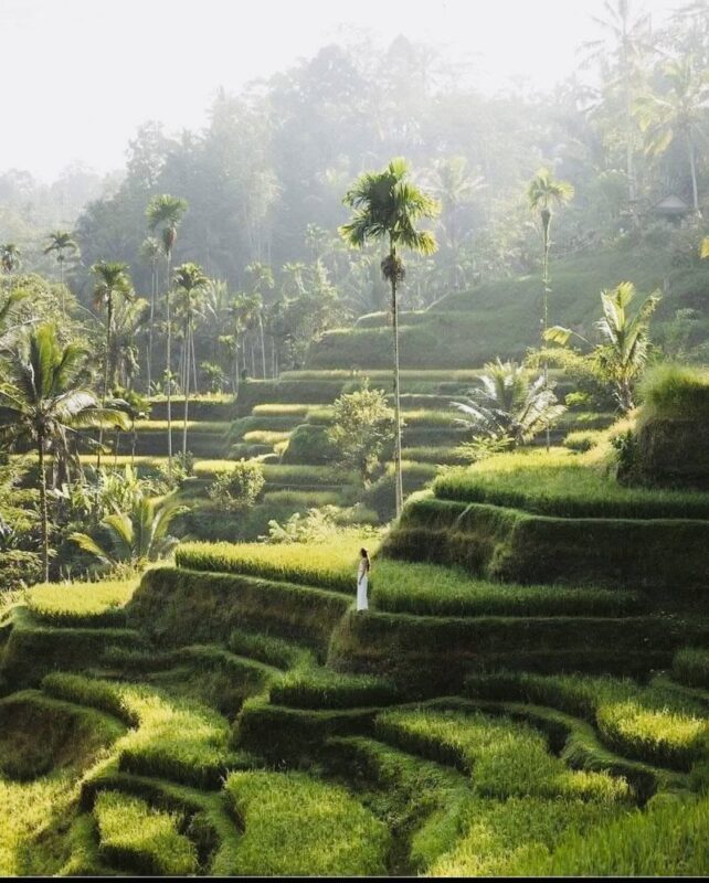 Besakih Temple, Rice Terrace, Waterfall and Kintamani Private Tour - What the price covers, and what it does not
