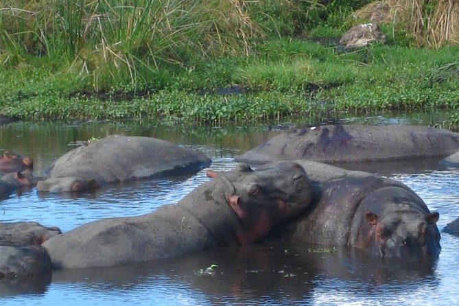 Best 4 Days Tanzania Sharing Group Safari - Wildlife Viewing Highlights