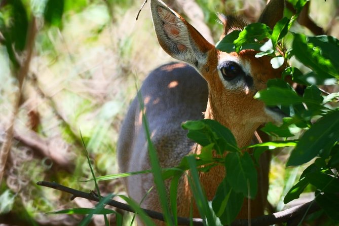 Best 4 Days Tanzania Sharing Group Safari - Booking and Pricing Details