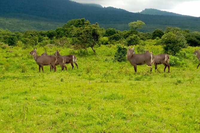 Best 4 Days Tanzania Sharing Group Safari - The Sum Up