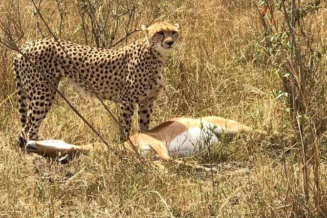 Best 7 Days Kenya Adventure Wildlife Safari - Professional Guided Tours Included