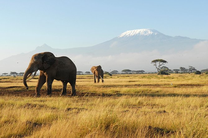 Best 7 Days Kenya Adventure Wildlife Safari - Transportation and Pickup Information