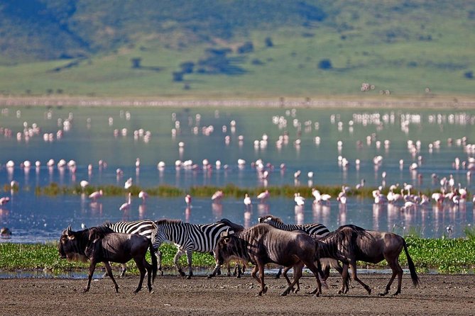 Best 7 Days Kenya Adventure Wildlife Safari - Pricing, Booking, and Guarantee
