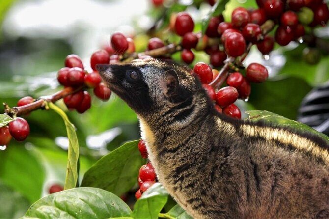 Best Bali Hidden Gems Waterfall with Less Tourist All Inlclusive - Practical Details and Value