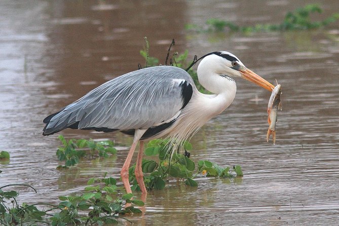 Best Birdwatching Lagoon Tour - Tour Overview