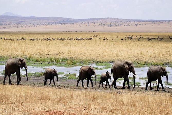 Best Day Trip to Tarangire National Park 2024/2025 - Important Health and Accessibility Information