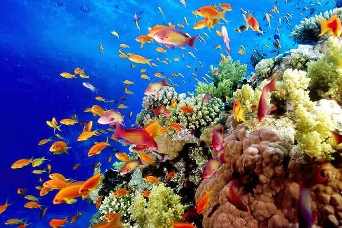 Best half-day snorkel tour: visit Kaan Luum, Yalku & Cenote - The Reality of Reviews: What Travelers Say