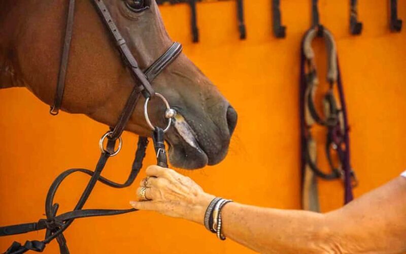 Best Horse Riding Safari Tour from Bangalore - FAQ