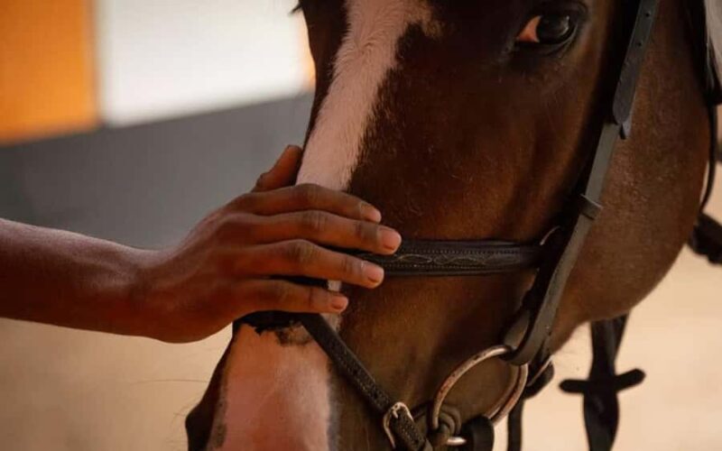 Best Horse Riding Safari Tour from Bangalore - FAQs