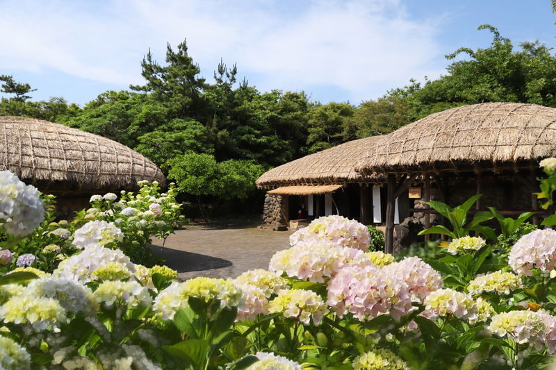 Best Jeju UNESCO Tour - East/South/West - The final coastal stop and Dongmun Market option