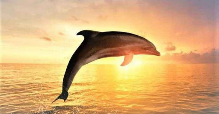 Best Lovina Sunrise Dolphins Watching Tour - Tour Details