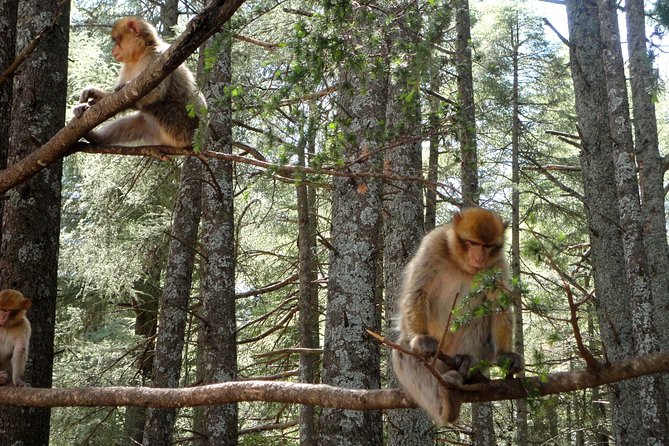 Best Marrakech to Fes Desert Tour 3 Days via Merzouga - Reviews and Testimonials