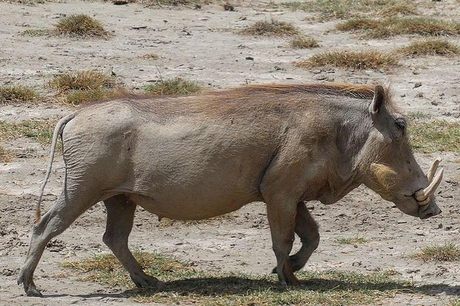 Best Ngorongoro Crater Tanzania Safari 1- Day Tour Experience - Itinerary Details