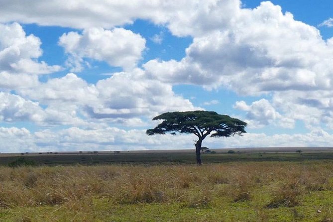 Best Ngorongoro Crater Tanzania Safari 1- Day Tour Experience - Inclusions and Exclusions