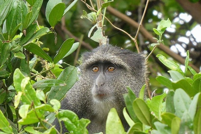 Best Ngorongoro Crater Tanzania Safari 1- Day Tour Experience - Traveler Requirements