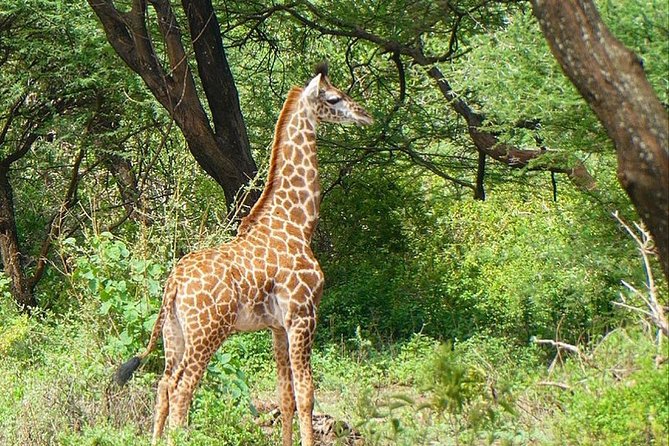 Best Ngorongoro Crater Tanzania Safari 1- Day Tour Experience - Customer Reviews