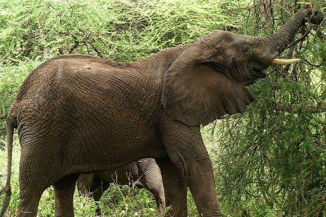 Best Ngorongoro Crater Tanzania Safari 1- Day Tour Experience - Pickup and Logistics