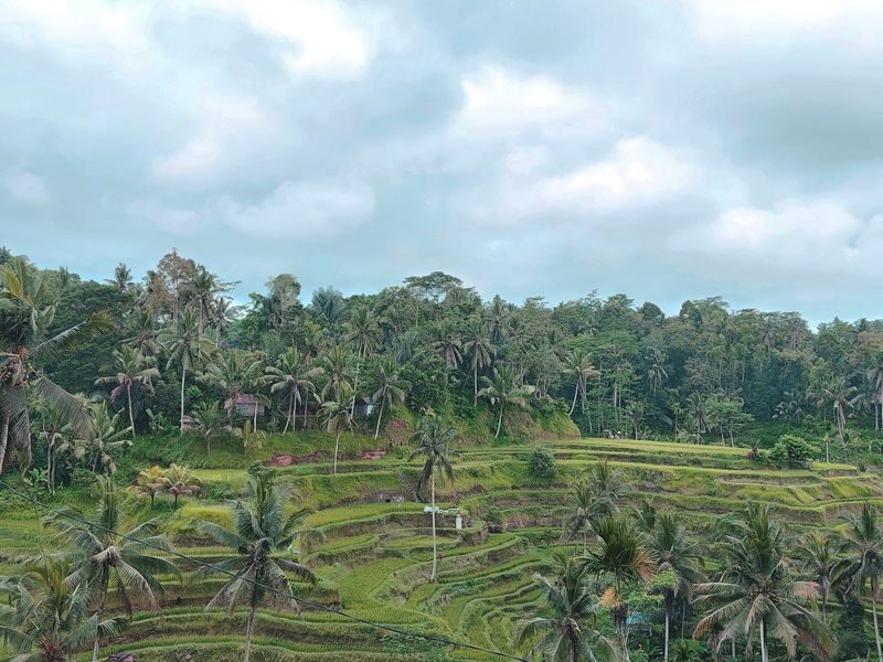 Best of Bali Day Tour for Adventurers (Customized for Korean) - Tegalalang Rice Terraces: a short stop for views