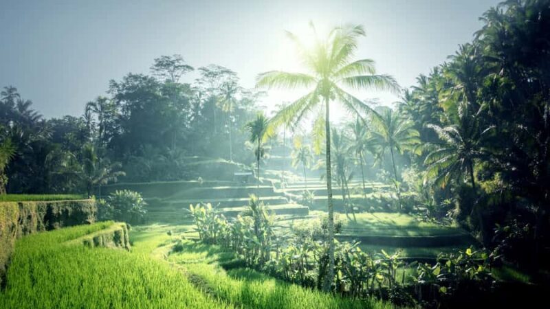 Best of Bali: Private Customizable Day Tour - Why Choose the Best of Bali Private Tour?