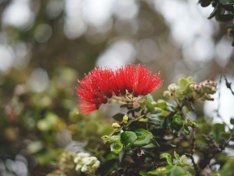 Best of Big Island Group Day Tour in Hawaii - Hilo’s waterfalls and a sweet stop